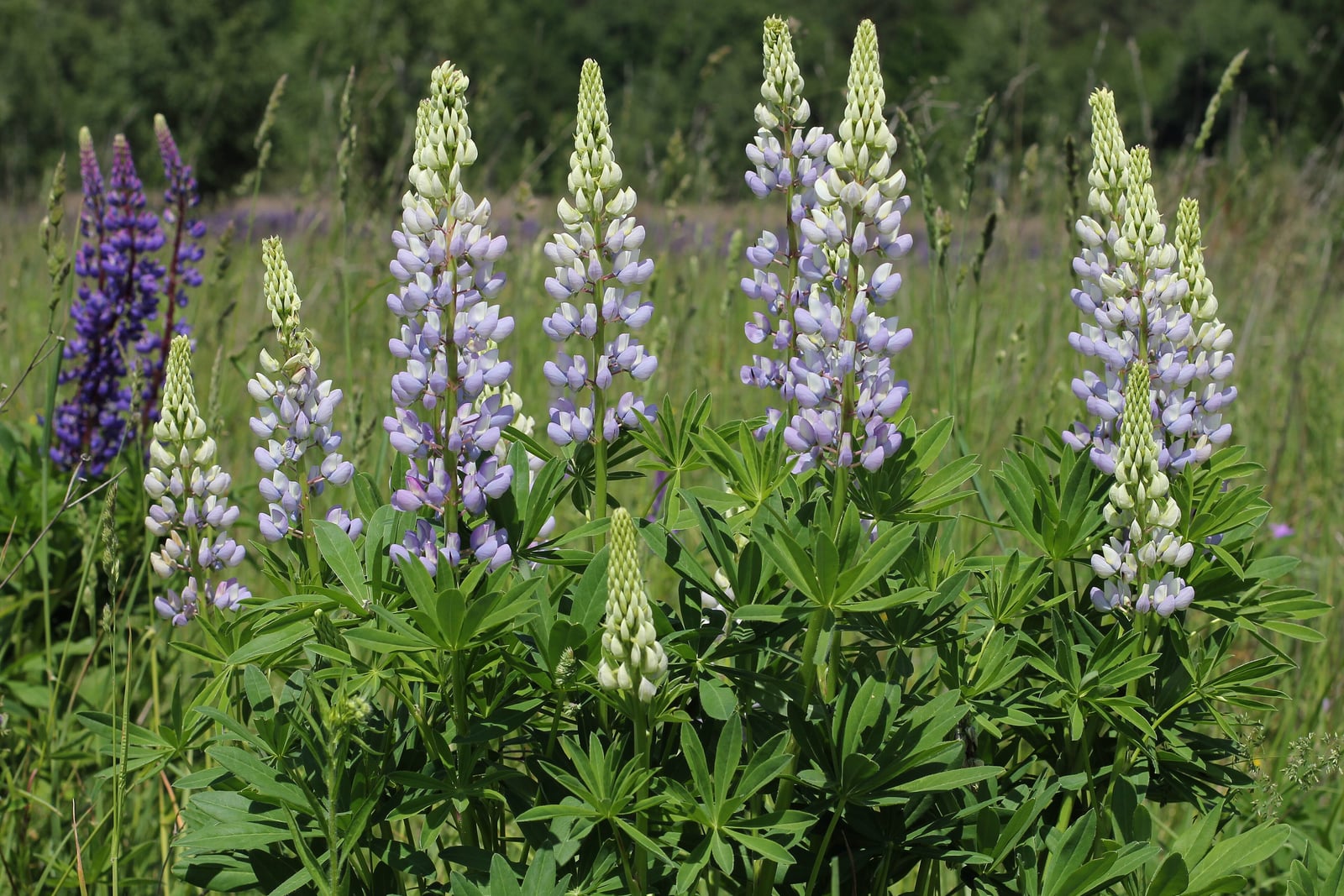 A clump of large-leaved lupine in a grassy meadow: tall, dense spikes of pale lilac-blue and white pea flowers, still in pale green bud at their tips, rise above palm-shaped leaves of many narrow leaflets, with deep violet spikes behind on the left.