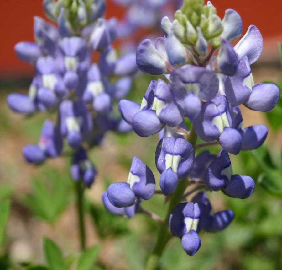 Texas bluebonnet (Lupinus texensis) - blue pea-flower spikes with white-tipped crown, palmate leaves, bluebonnet flower raceme.