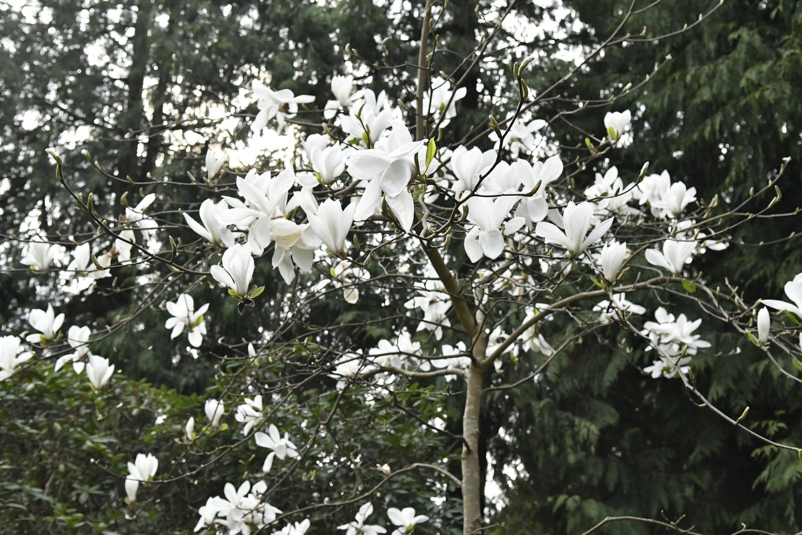 Magnólia-yulan (Magnolia denudata) em plena floração, mostrando massas de flores branco-puras em forma de taça sobre ramos nus, Alnarp, Suécia.