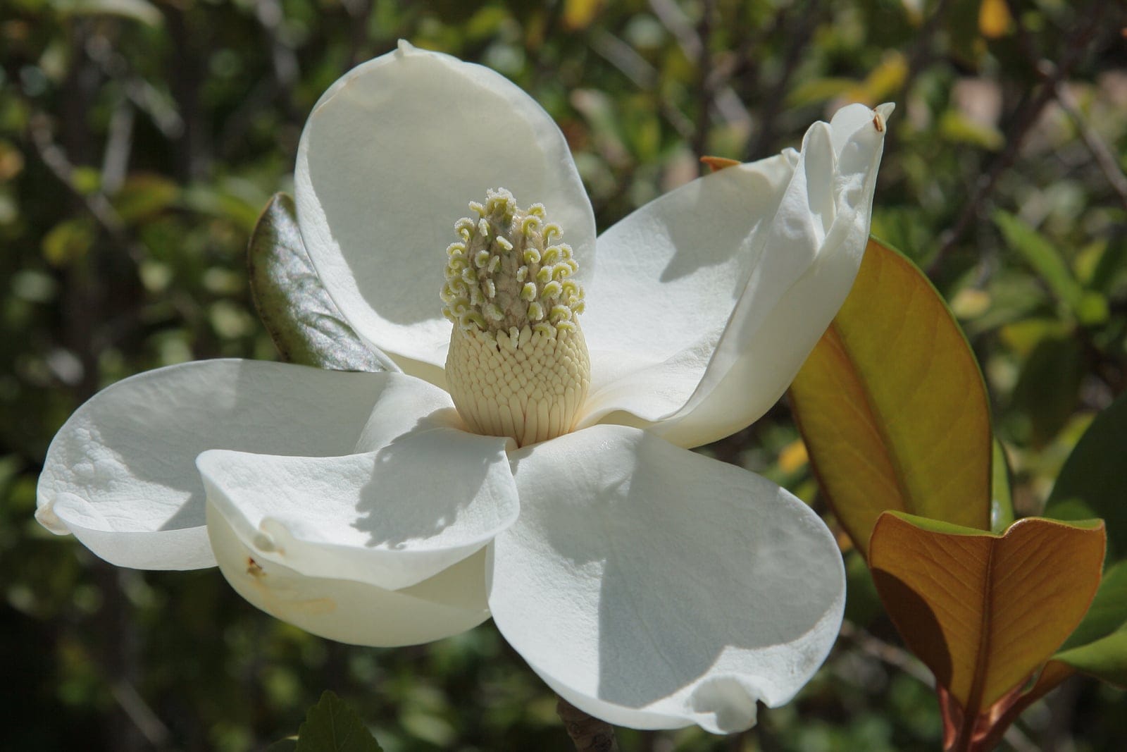Southern magnolia (Magnolia grandiflora) showing characteristic large creamy-white cup-shaped fragrant flowers.