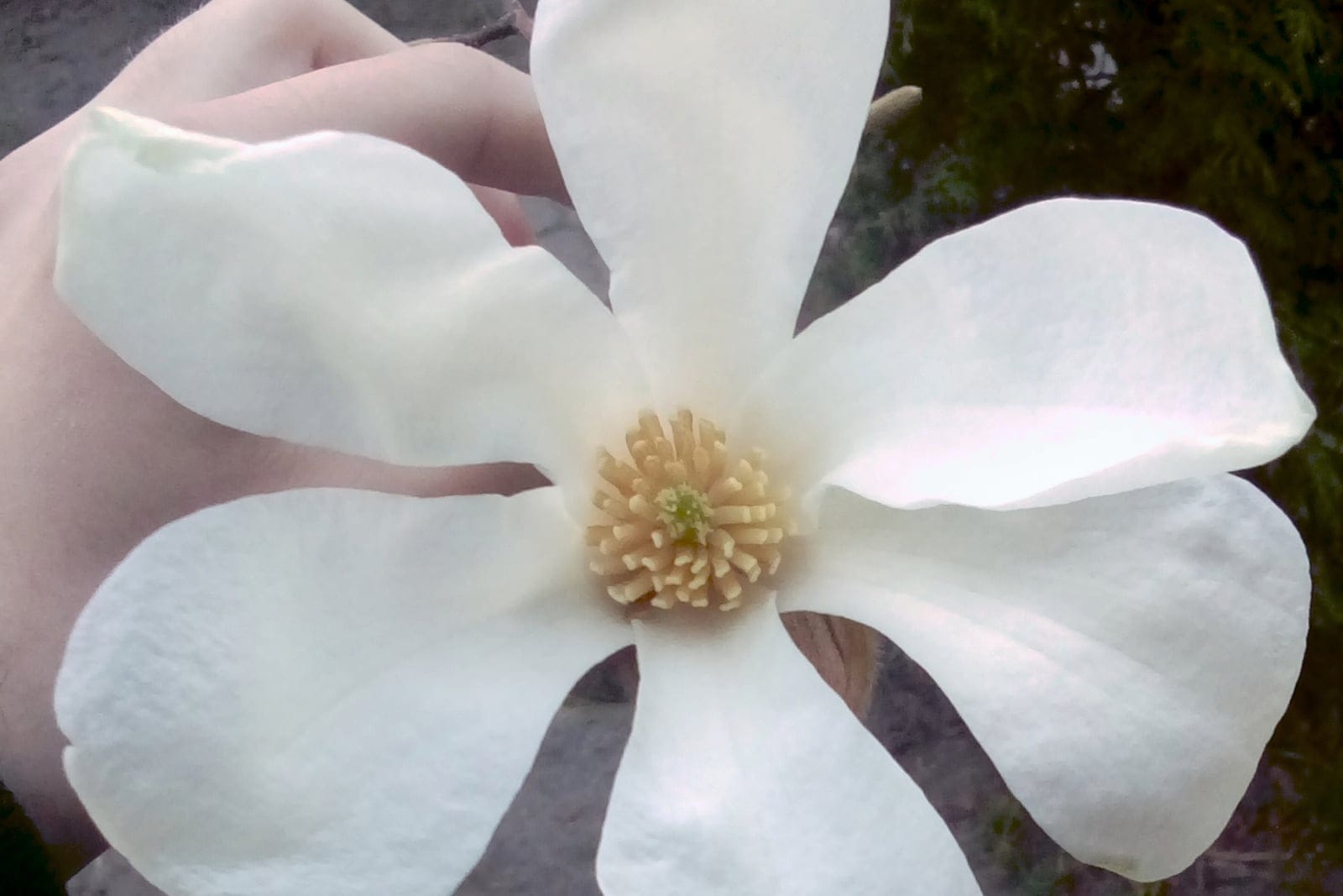 Single white flower of Magnolia kobus (kobus magnolia) - six pure-white tepals around a pale central cluster of stamens, the fragrant early-spring bloom of the species