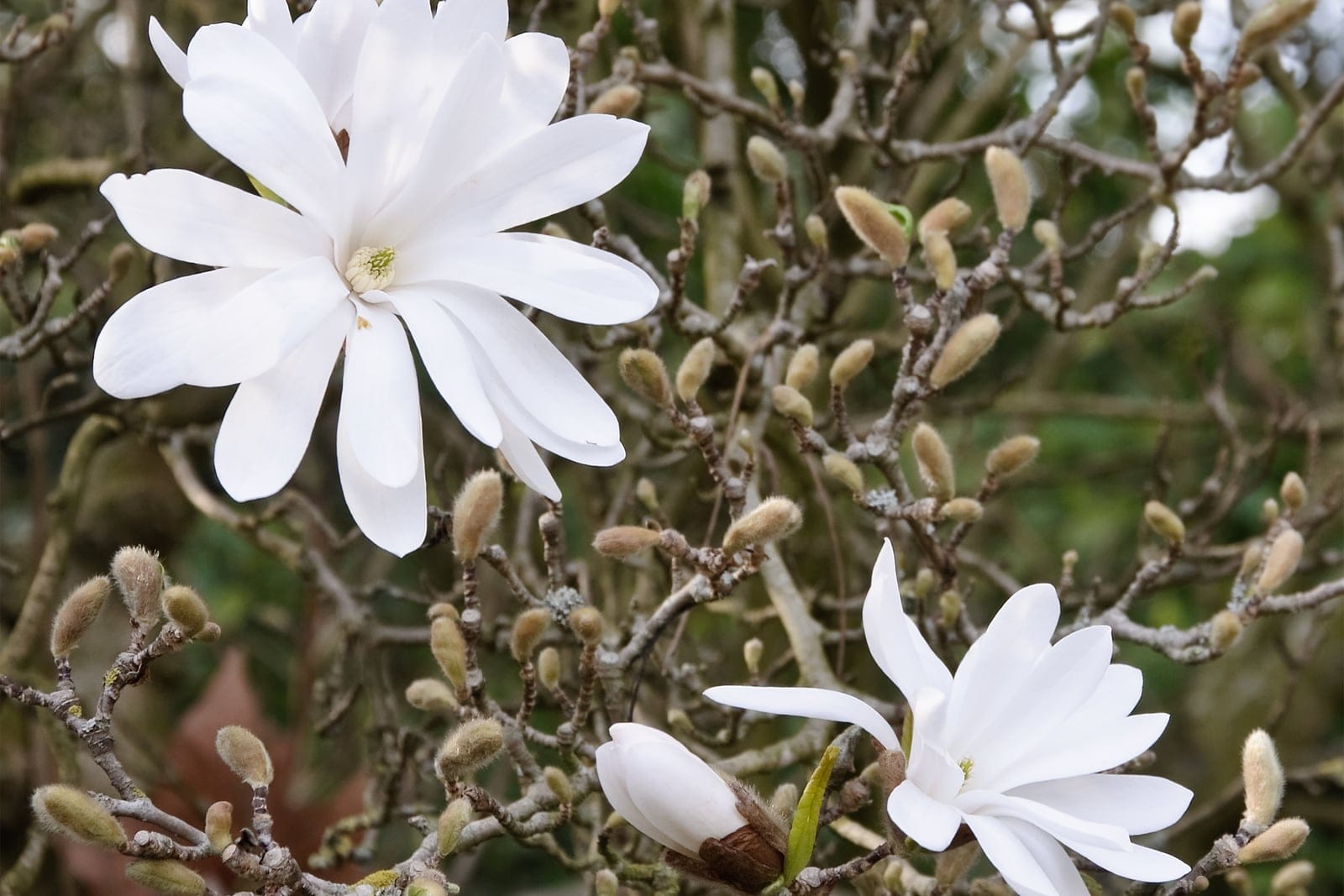 Magnólia-estrelada (Magnolia stellata) em plena floração, mostrando flores brancas estreladas de numerosas tépalas que se abrem em ramos nus entre gemas de pelos sedosos
