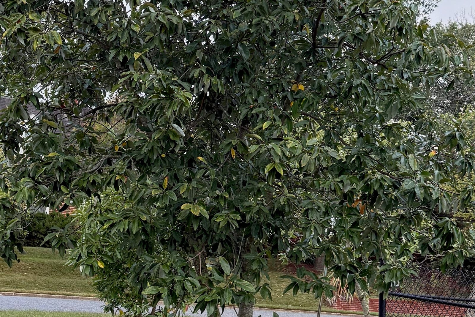 Whole-tree habit of a young, multi-stemmed sweetbay magnolia (Magnolia virginiana) in a lawn, its dense canopy flashing the diagnostic pale silvery leaf undersides.