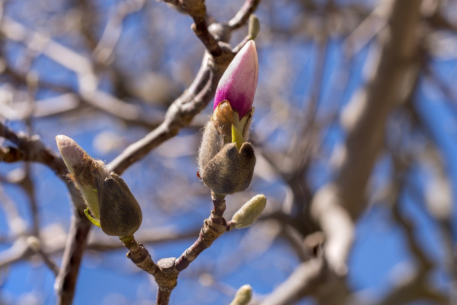 Saucer magnolia flower buds opening in early spring at the Brooklyn Botanic Garden, showing pink-and-white goblet-shaped blooms emerging on bare branches