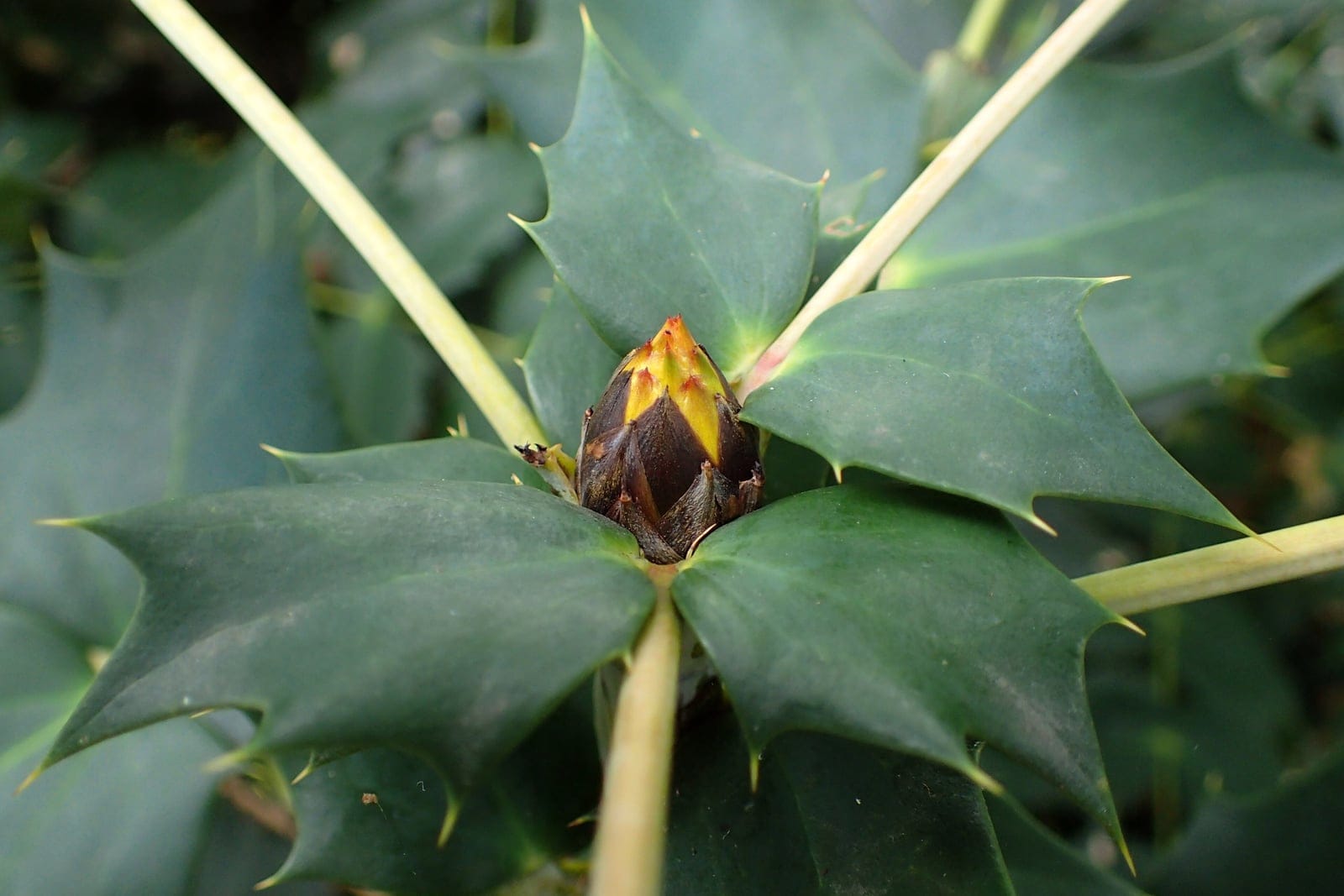 Mahonia japonica shrub showing full habit with pinnate spiny foliage at Brooklyn Botanic Garden, October