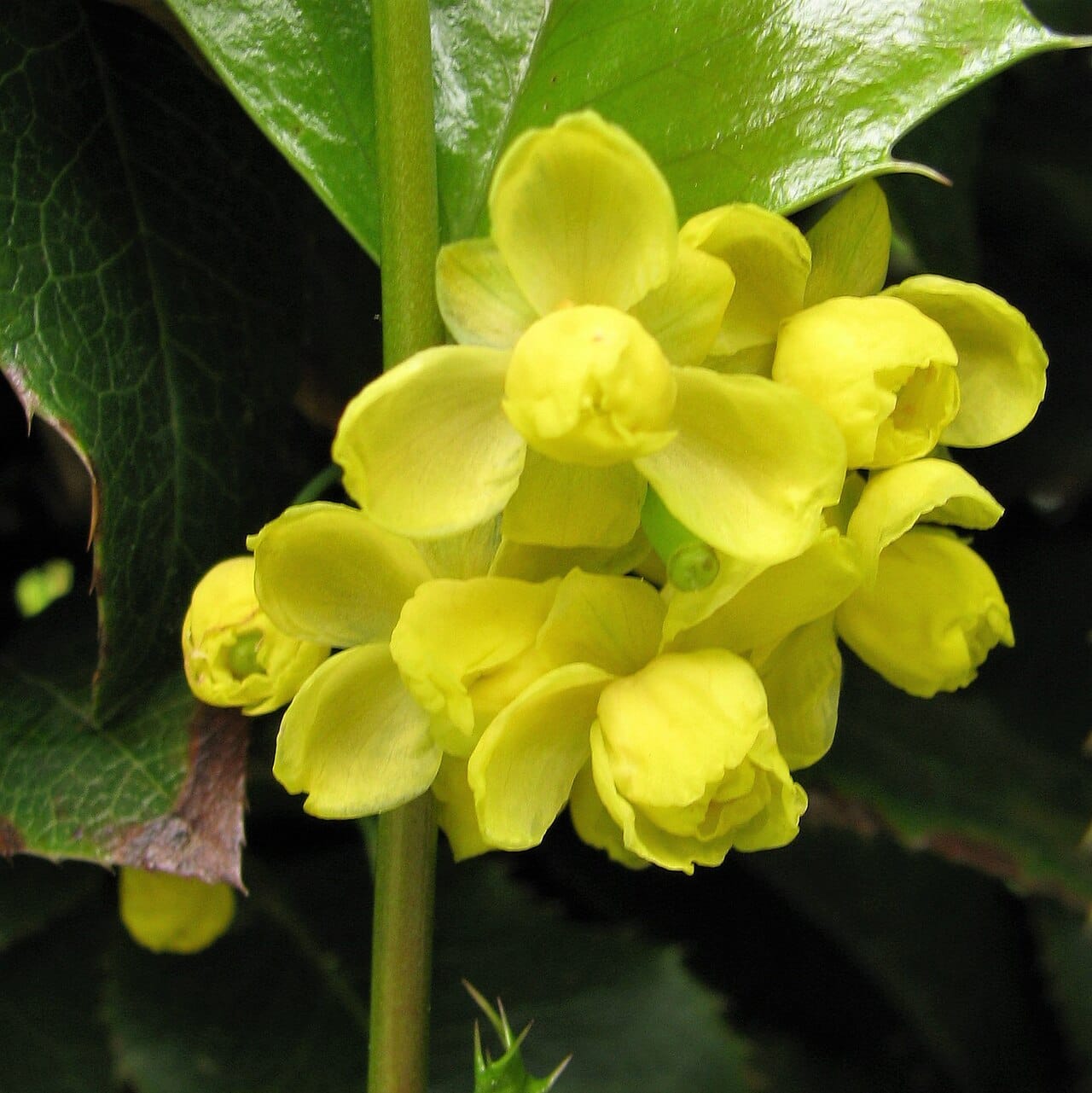 Creeping mahonia (Mahonia repens) - bright yellow flower clusters, glossy holly-like spiny-toothed leaflets, pinnate (compound) leaves, reddish-purple leaf tinting.