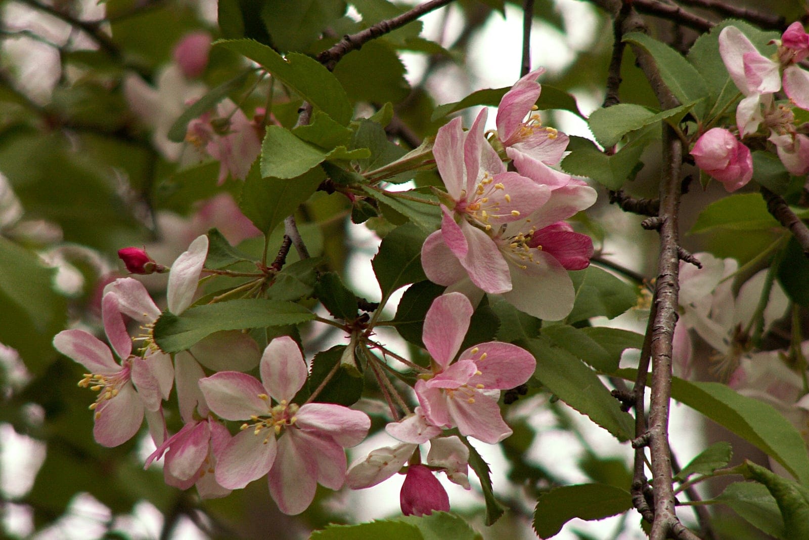 Manzano silvestre dulce (Malus coronaria) en flor - flores agrupadas de cinco pétalos que abren rosadas y se van tornando blancas, con estambres amarillos, entre hojas ovadas de dientes gruesos.