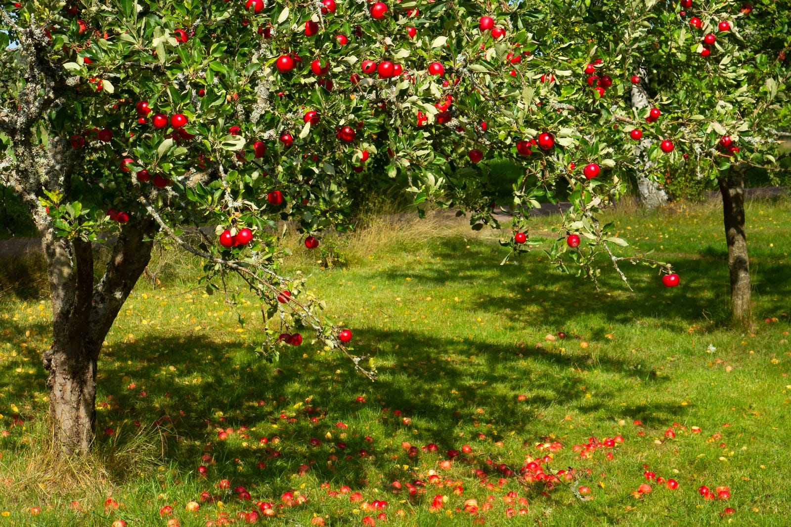 Apple (Malus domestica) as a mature, open-grown orchard tree laden with red fruit, with windfall apples on the grass below.
