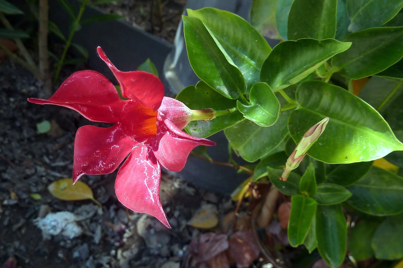 Brazilian jasmine (Mandevilla sanderi) - an open red trumpet flower with five petals and an orange throat, beside a flower bud and glossy dark green leaves, in an ornamental planter in the Plaza de España, Albatera, Spain.