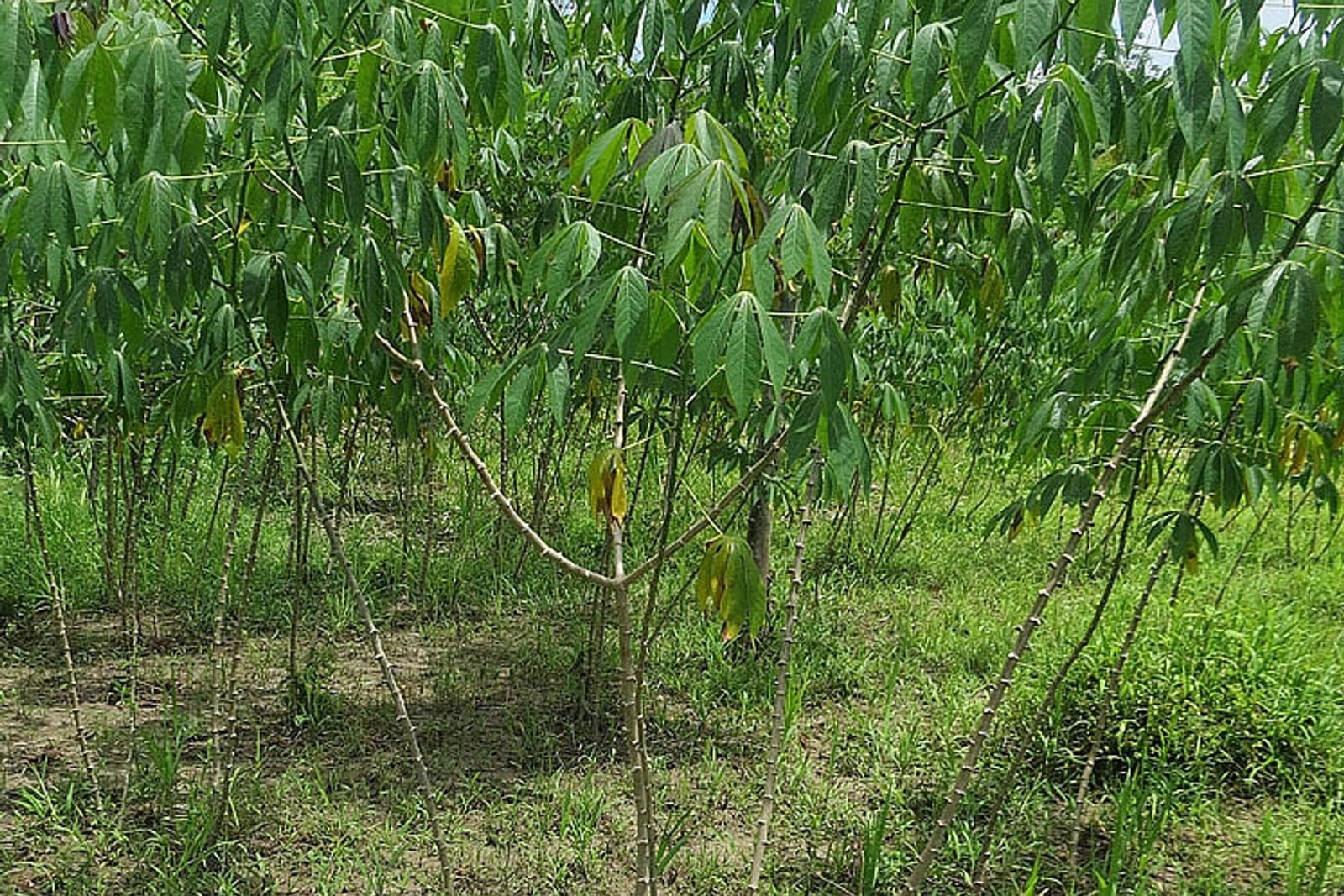 Cassava (Manihot esculenta) - erect woody, lightly-branched stems characteristic of the cassava shrub habit, long-petioled, deeply palmately-lobed (finger-like) green leaves clustered toward the stem tips, sparse open canopy with foliage concentrated at the top of bare lower stems.