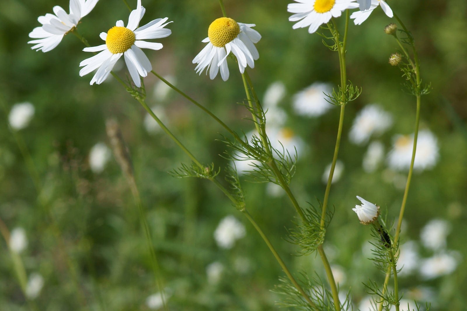 German chamomile (Matricaria chamomilla) in bloom - several daisy-like flower heads with white rays around bright-yellow domed center disks above finely divided, thread-like feathery foliage.