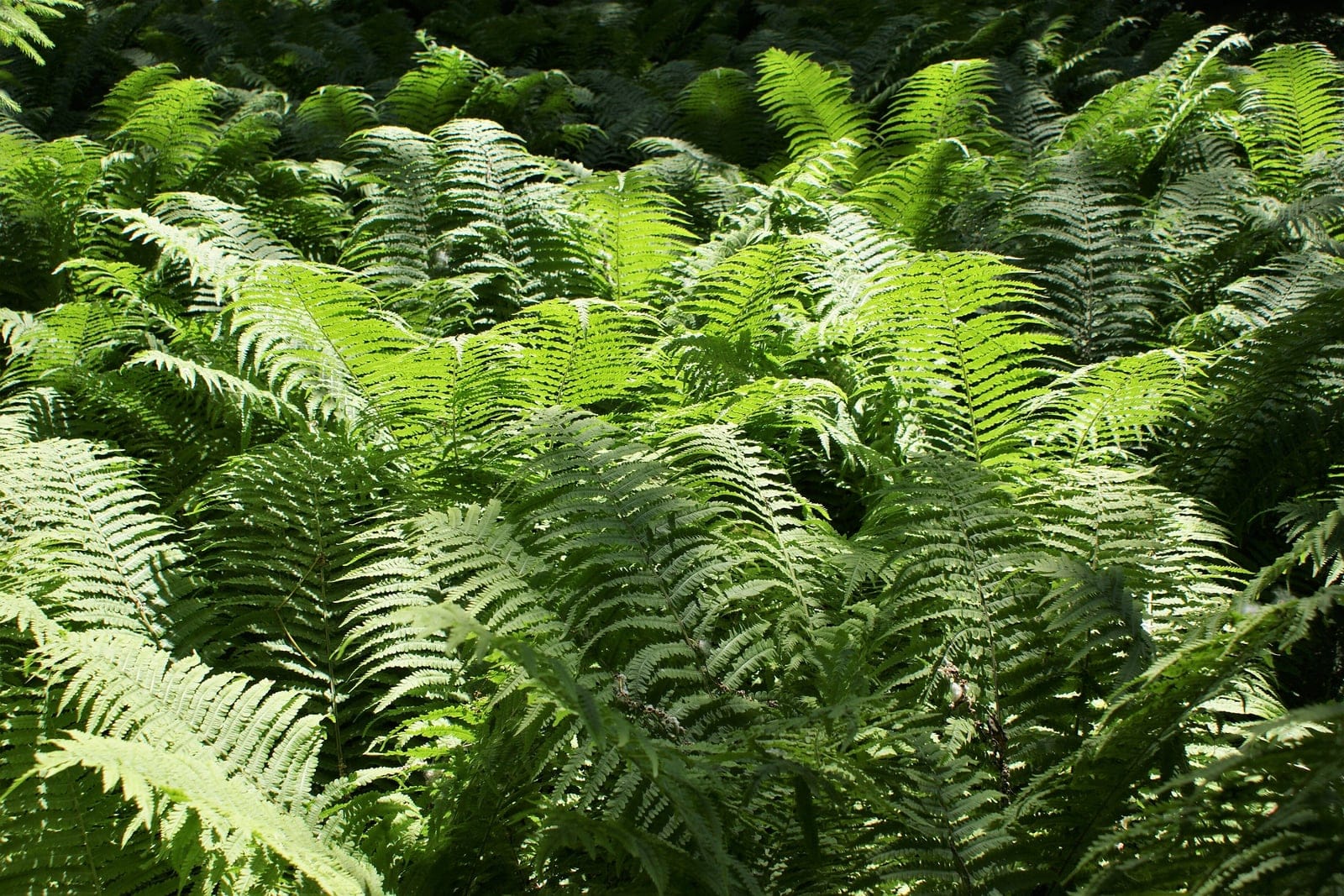 Ostrich fern (Matteuccia struthiopteris) showing vase-shaped clump of tall upright sterile fronds.