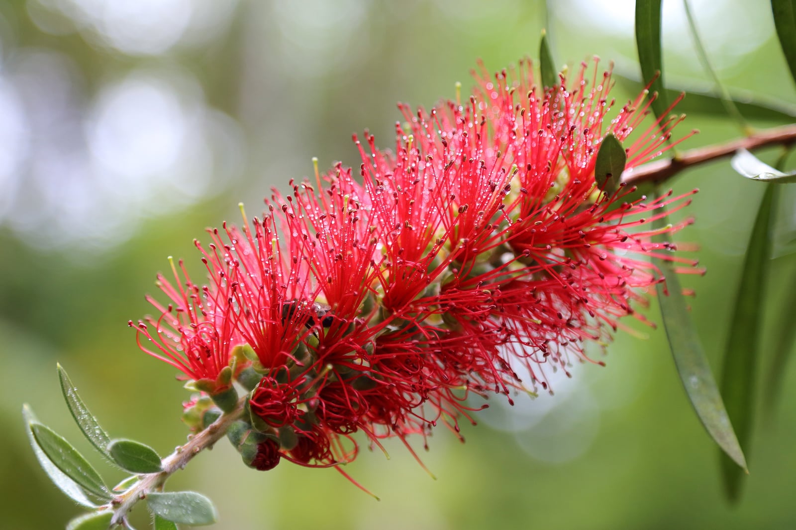Crimson bottlebrush (Melaleuca citrina) - a cylindrical spike of bright red flowers with long protruding stamens at the tip of a branch, with narrow lance-shaped leaves, against a blurred green background.
