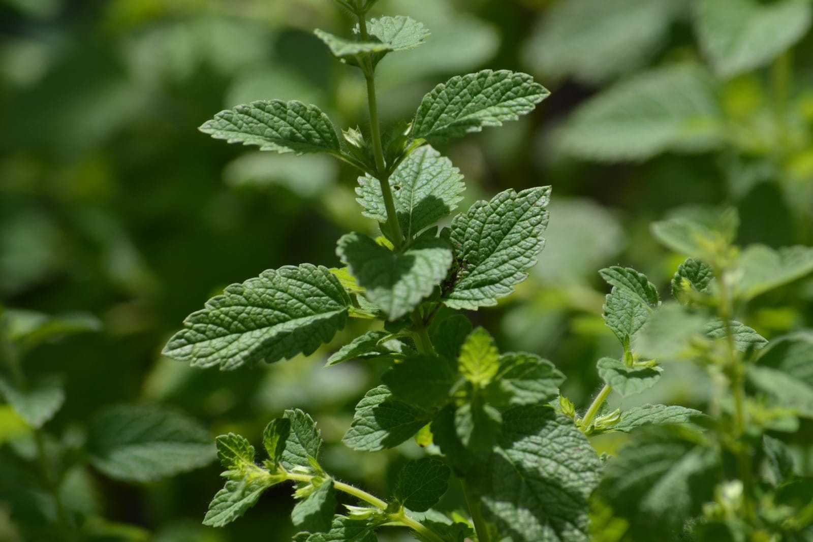 Lemon balm (Melissa officinalis) shoot tip showing opposite pairs of wrinkled, ovate, crenate-toothed medium-green leaves on a square stem.