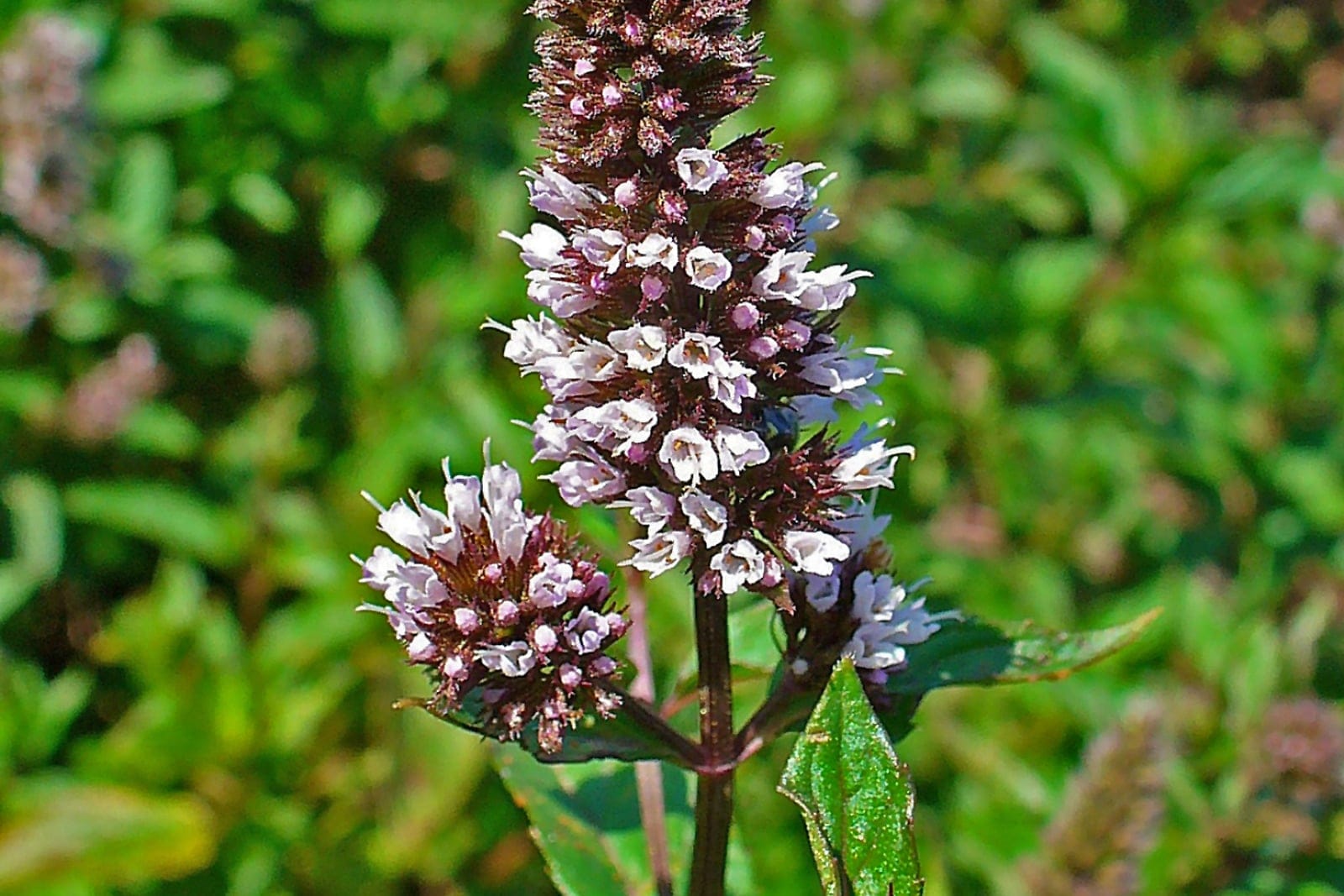 Peppermint (Mentha × piperita) flowering shoot with a terminal spike of small two-lipped pale-pink flowers above opposite pairs of toothed leaves on a reddish square stem.