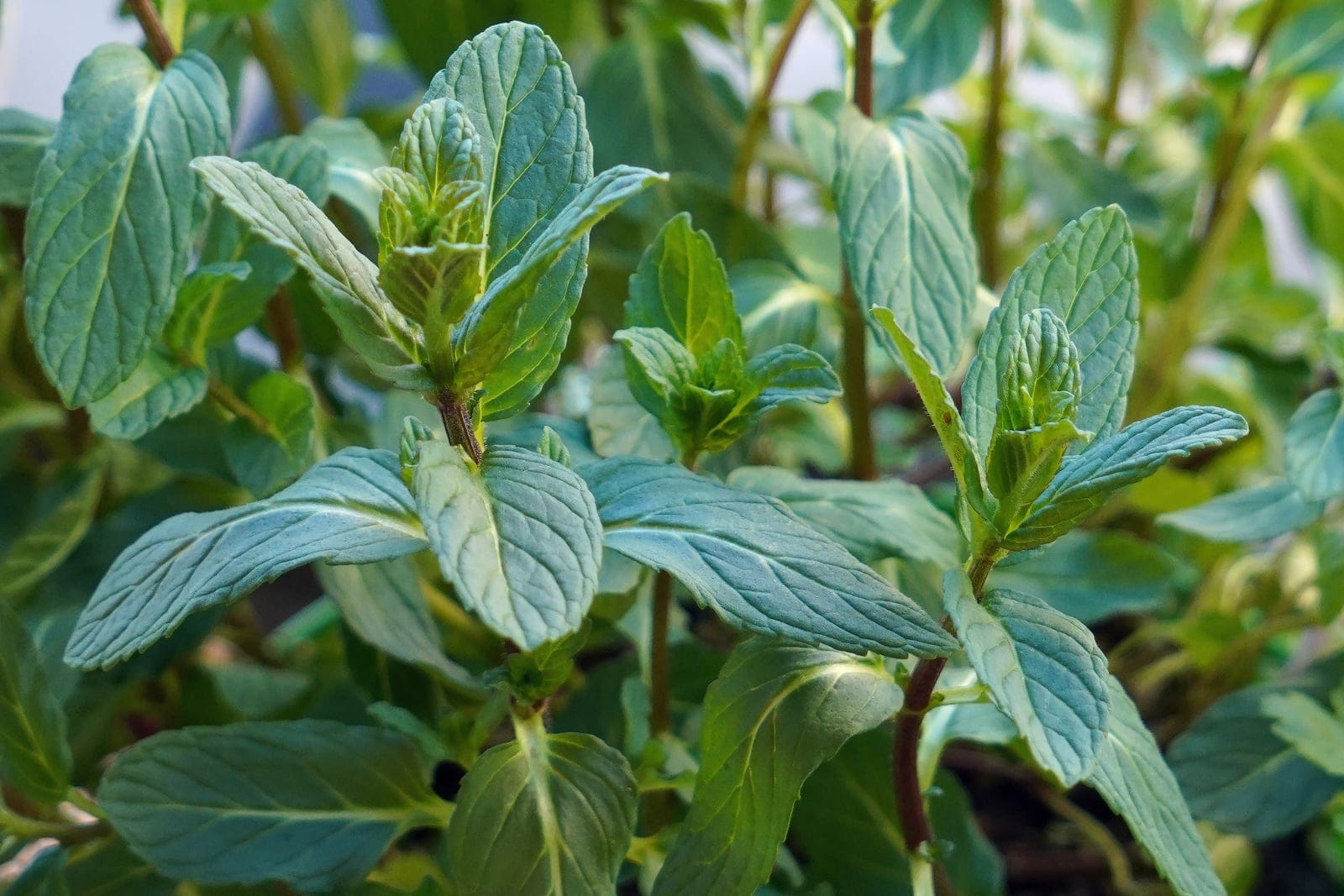 Spearmint (Mentha spicata) showing bright green lance-shaped leaves + pink-white flower spike.