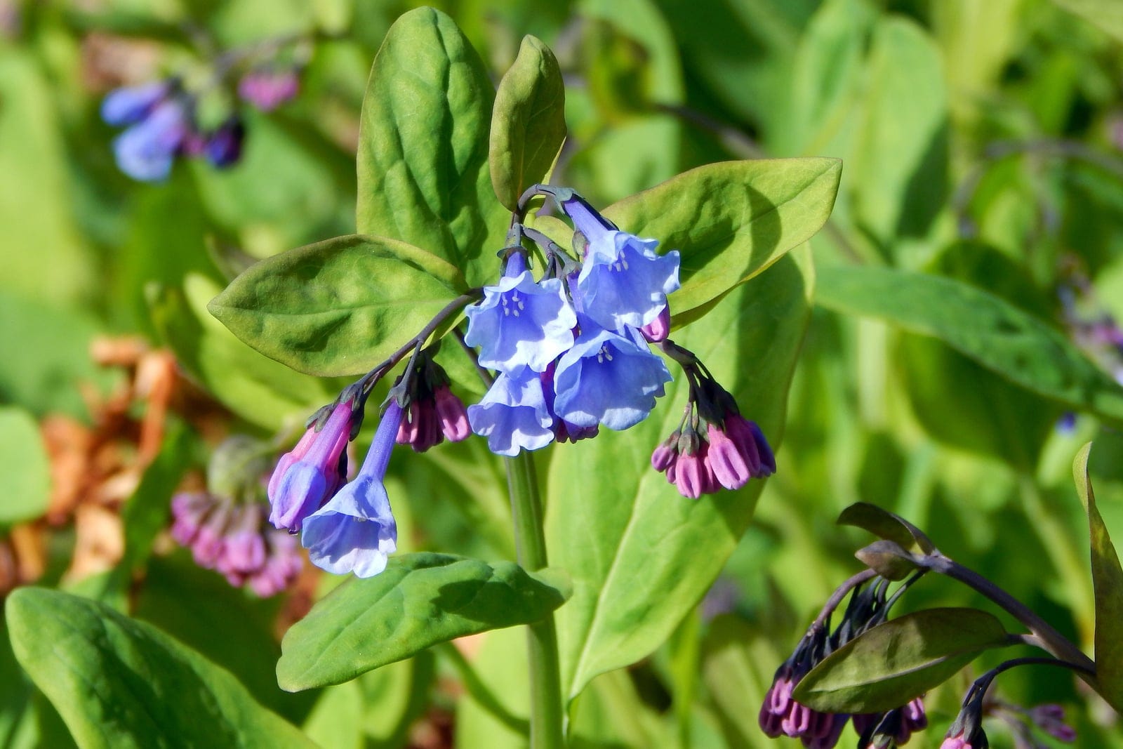 Virginia bluebells (Mertensia virginica) showing pendulous pink-to-blue bell-shaped flower clusters above smooth blue-green foliage.