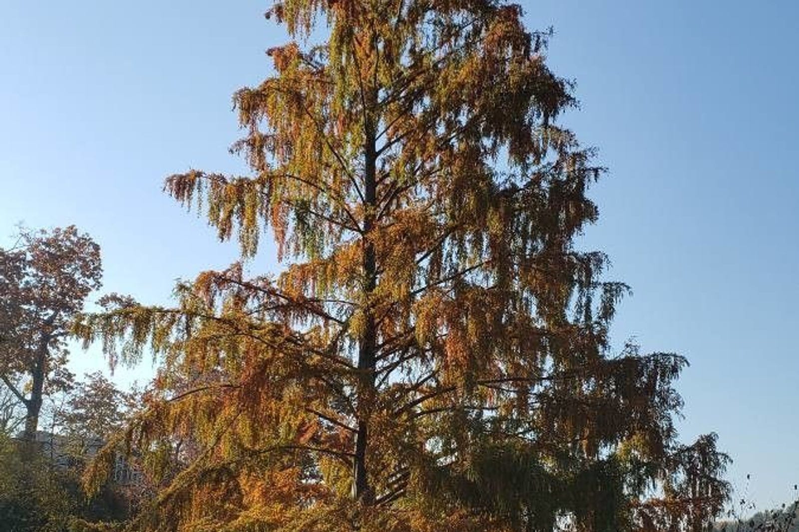 Mature dawn redwood in autumn, showing full conical habit with reddish-brown foliage