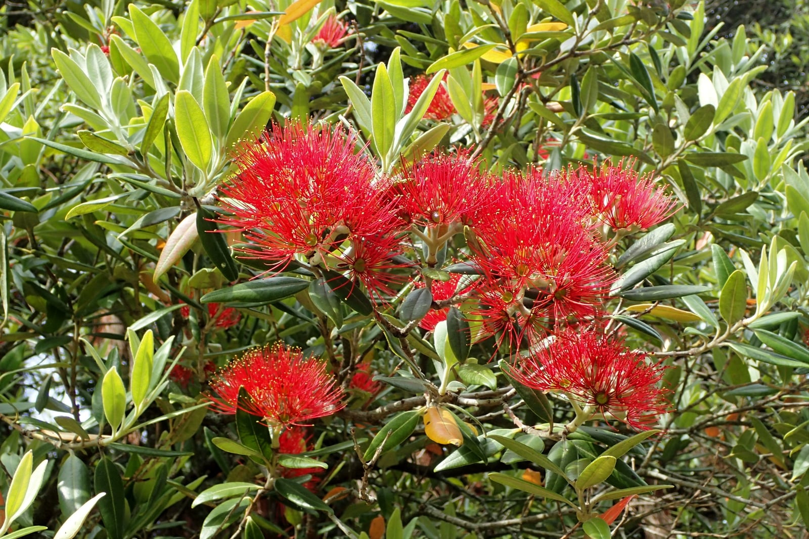 New Zealand Christmas tree (Metrosideros excelsa), also called pōhutukawa, in flower on a cultivated tree in Gisborne Botanical Garden, New Zealand.