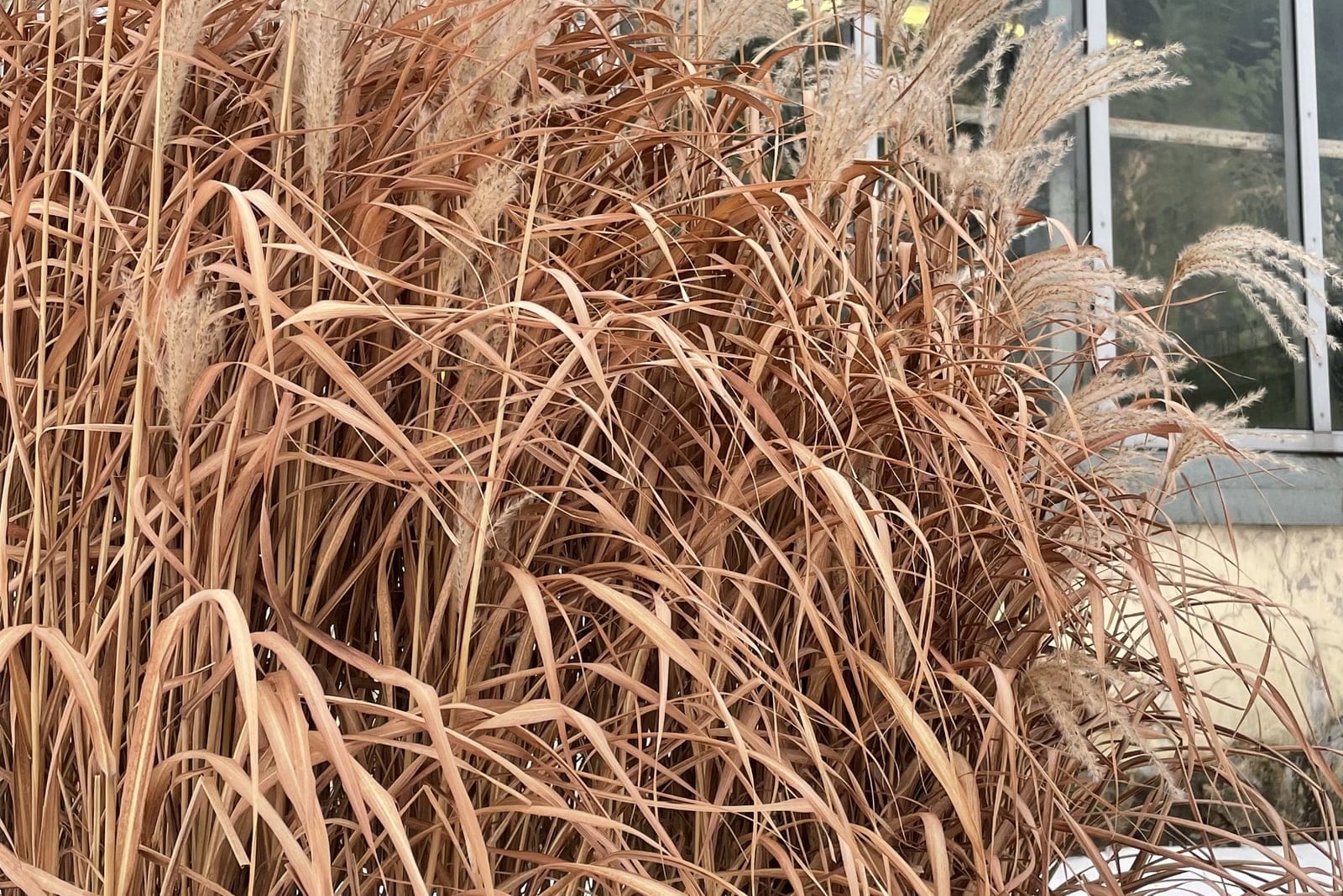 Chinese silver grass (Miscanthus sinensis) - large clump-forming habit with a dense fountain of arching narrow leaves, numerous showy feathery silvery plumes held above the foliage, coppery-tan autumn/winter color showing the standing seasonal structure.
