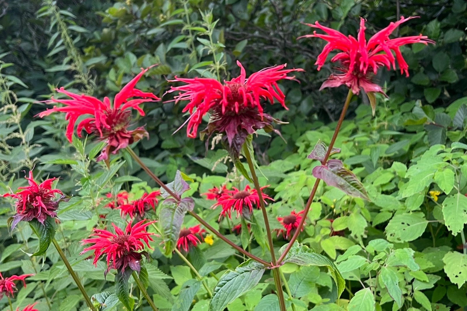 A clump of scarlet bee balm (Monarda didyma) in flower, showing the upright, multi-stemmed habit with several ragged crimson flower heads above toothed, lance-shaped opposite leaves.