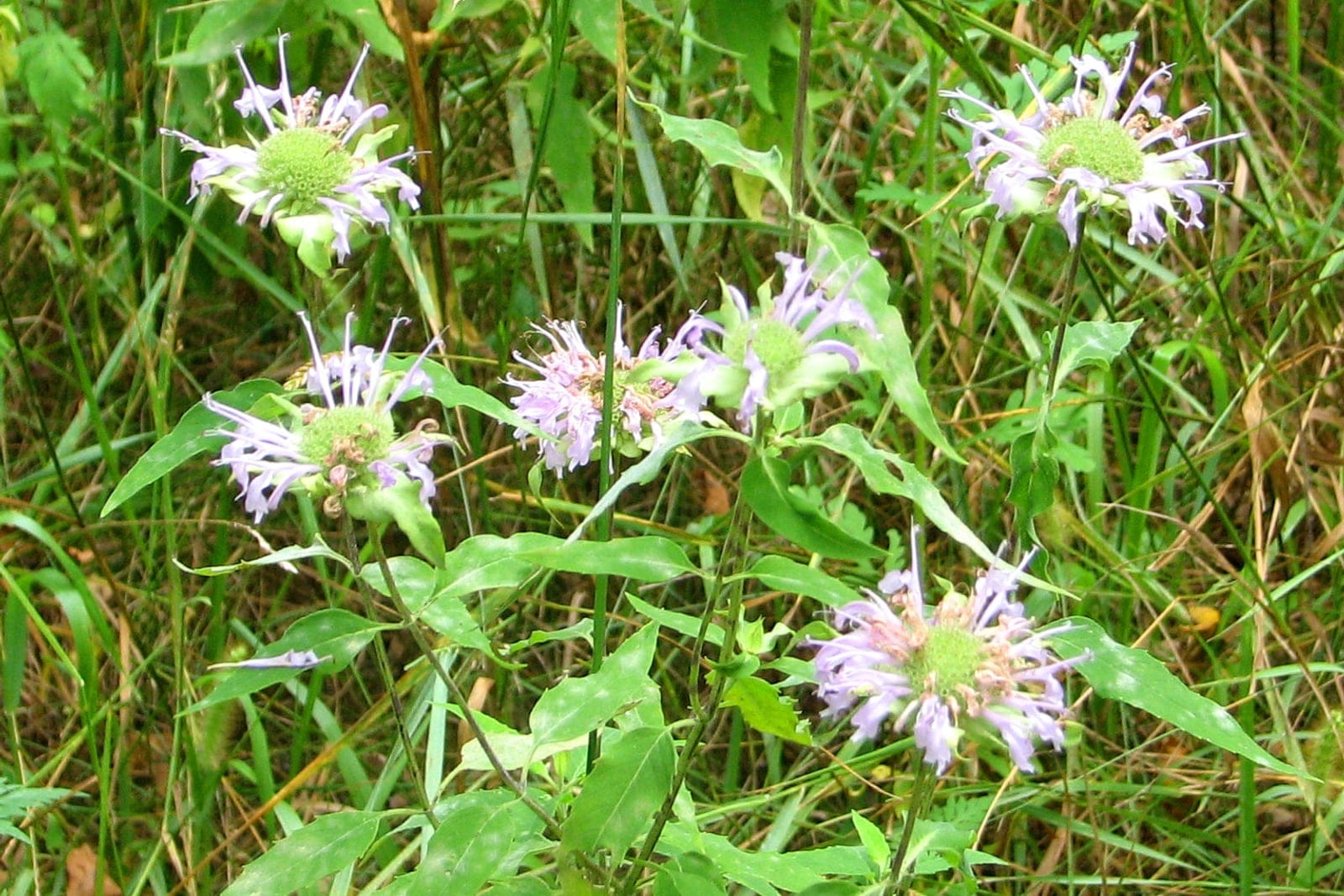 Wild bergamot (Monarda fistulosa) clump in an open meadow, its several upright square stems each topped by a ragged lavender flower head over toothed mint-family foliage.
