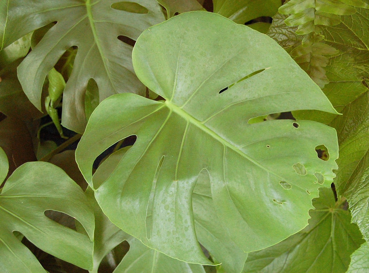 Swiss cheese plant (Monstera deliciosa) - large fenestrated leaves, lateral leaf splits, oval perforations (holes), glossy deep-green foliage.