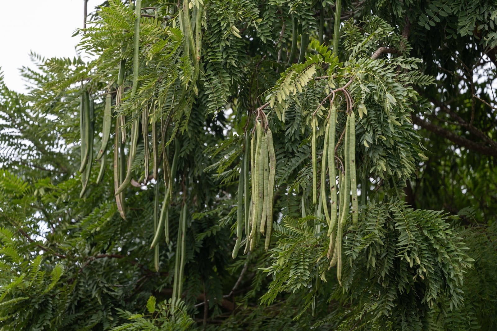 Moringa (Moringa oleifera) - long, slender, pendulous green "drumstick" seed pods hanging from the branches, airy, fern-like pinnately compound leaves with small rounded leaflets, open, soft-wooded tropical tree canopy/habit.