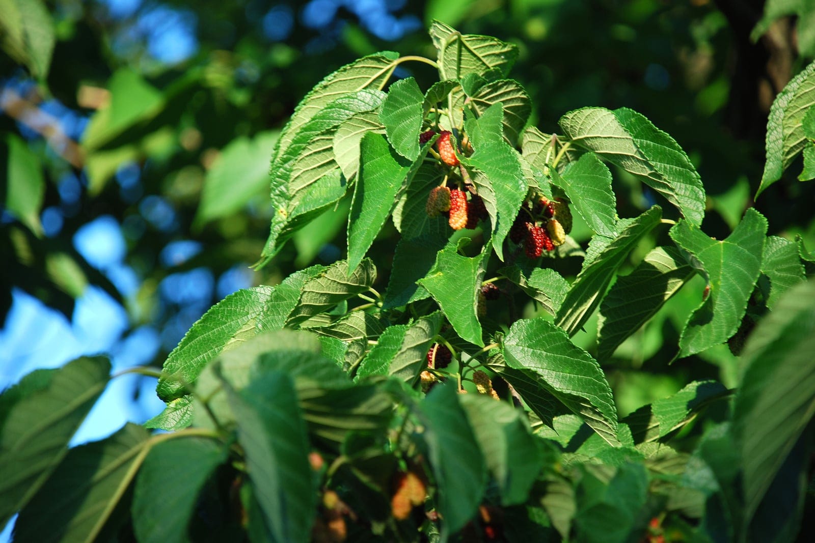 Red mulberry (Morus rubra) foliage showing toothed, sometimes-lobed leaves with red-to-dark ripening multiple fruit clustered along the twigs.