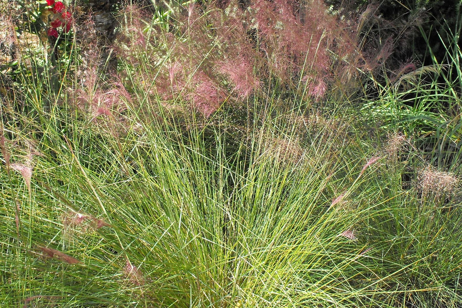 Pink muhly grass in a sunny garden bed: a dense clump of fine, thread-like, bright green leaves fans out across the lower frame, and behind it airy, feathery clouds of pink to rose-purple flower heads rise above the leaves, with a few loose pink sprays scattered through the clump and a red flower at the top left.
