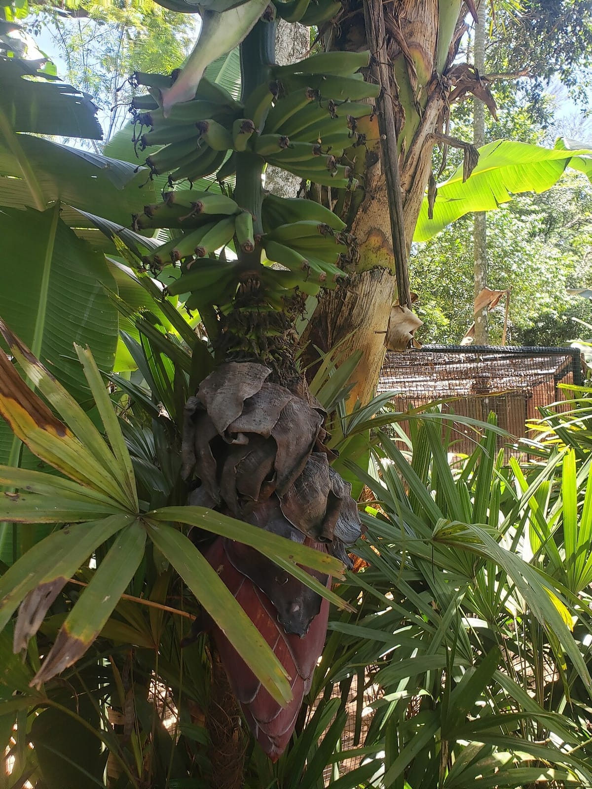 Banana (Musa acuminata) - purple-maroon inflorescence (banana heart), hands of developing green bananas, tall pseudostem, broad paddle-shaped leaves.