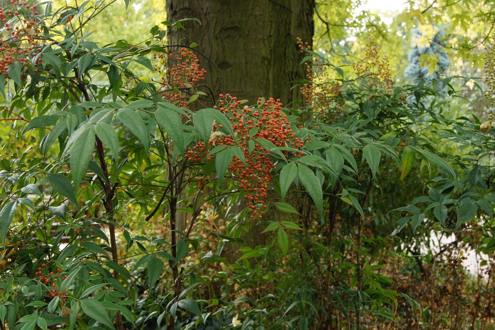 Nandina domestica shrub in autumn at Parc Floral de Paris, showing the multi-stemmed habit with fine pinnate foliage turning red-bronze and clusters of bright-red berries.
