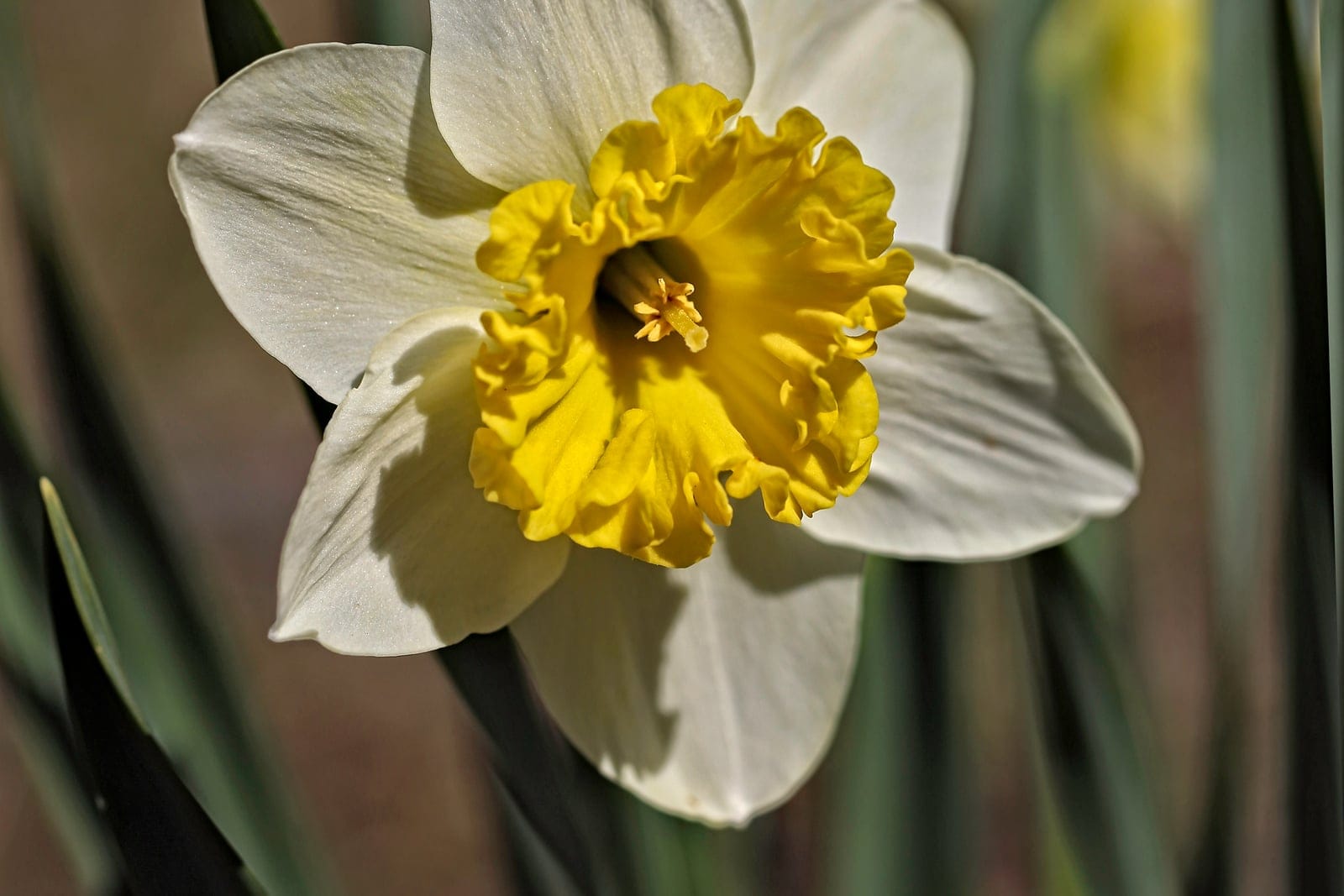 Primeiro plano de um narciso de jardim (híbrido de Narcissus) mostrando seis pétalas do perianto branco-creme que envolvem uma coroa amarela de borda franzida, com folhagem em forma de fita ao fundo.