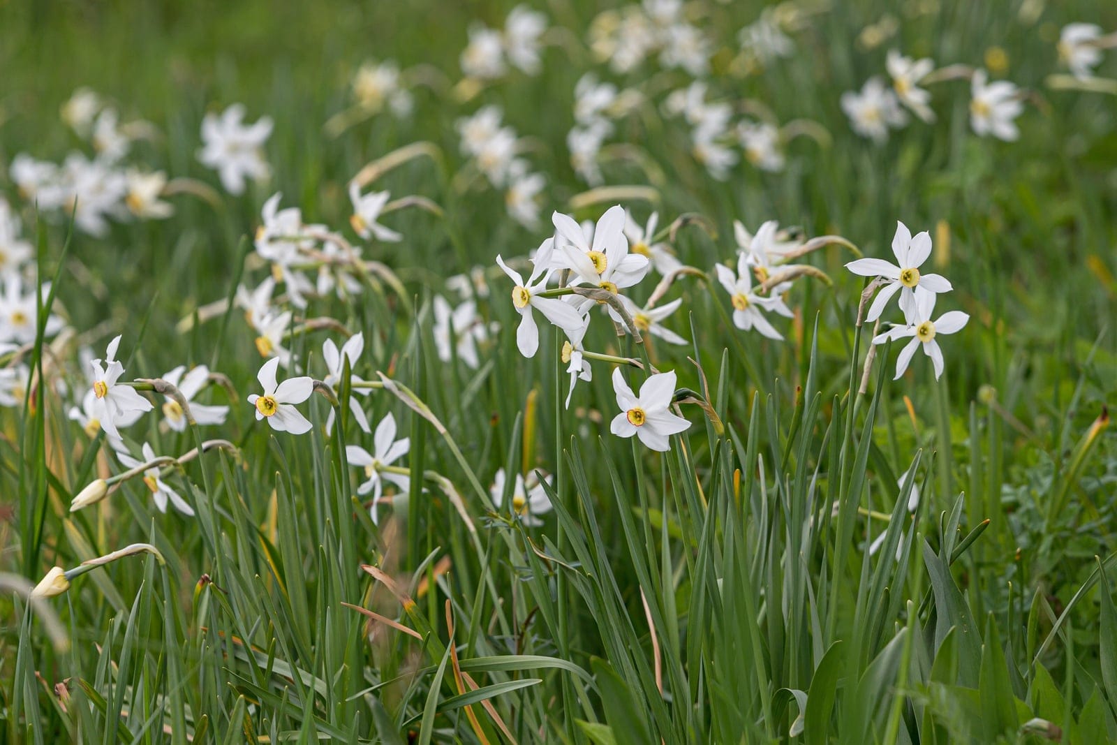Narciso-dos-poetas (Narcissus poeticus) - segmentos do perianto branco-puros e reflexos (seis tépalas) em flores solitárias, coroa/taça amarela muito curta e plana, com a borda vermelho-carmesim (o 'olho do poeta'), mancha de hastes eretas com folhas basais estreitas, fitiformes e verde-acinzentadas, uma flor por escapo.