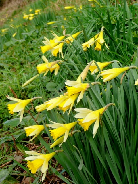 Wild daffodil (Narcissus pseudonarcissus) - pale yellow tepals with a deeper yellow trumpet, long trumpet-shaped corona, nodding flowers, naturalized in grass.
