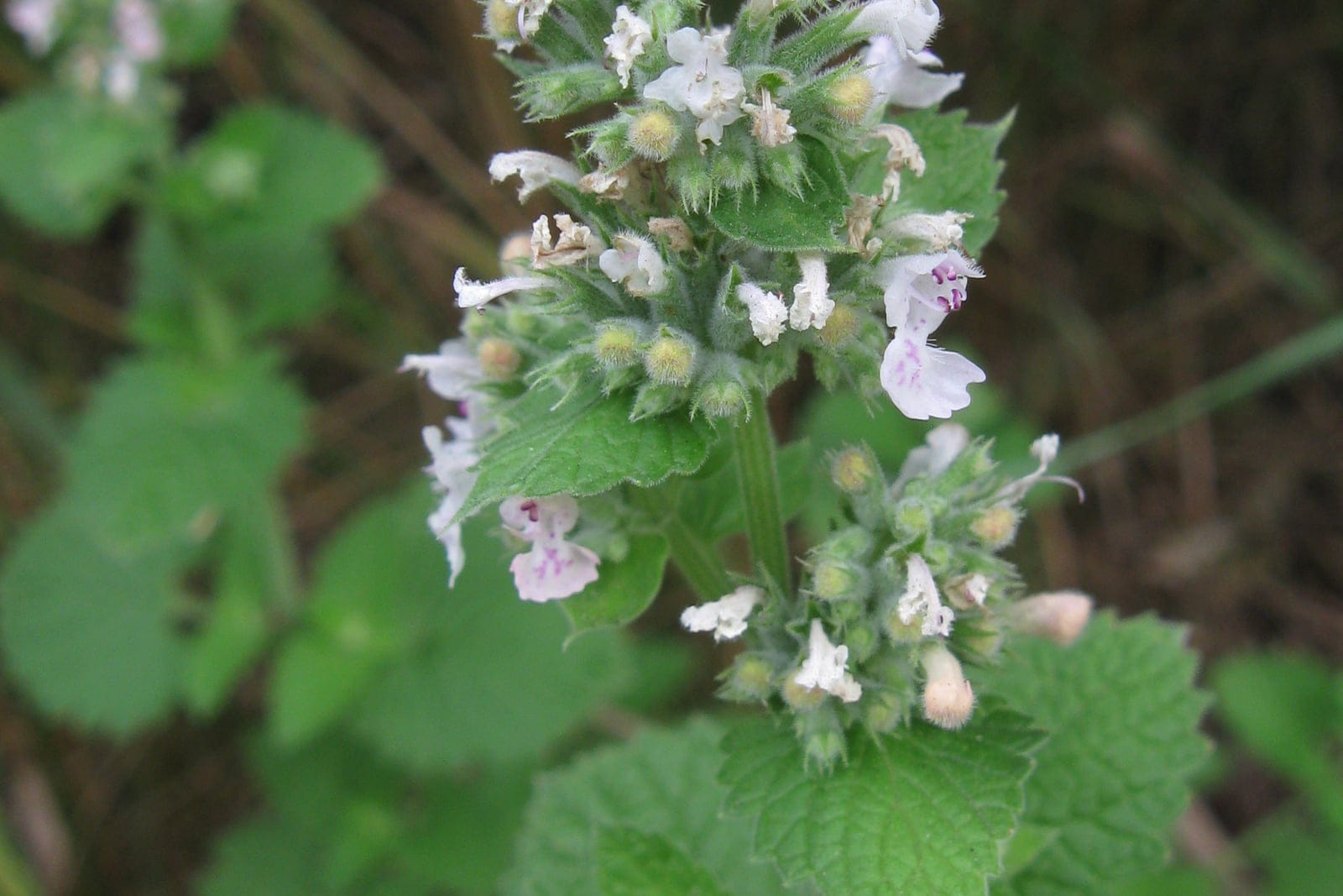 Catnip (Nepeta cataria) - dense terminal spikes of small white flowers with purple/pink-spotted lower lips, toothed, downy grey-green mint-like (scalloped, heart-shaped) leaves, upright bushy aromatic herbaceous habit with multiple flowering shoots.
