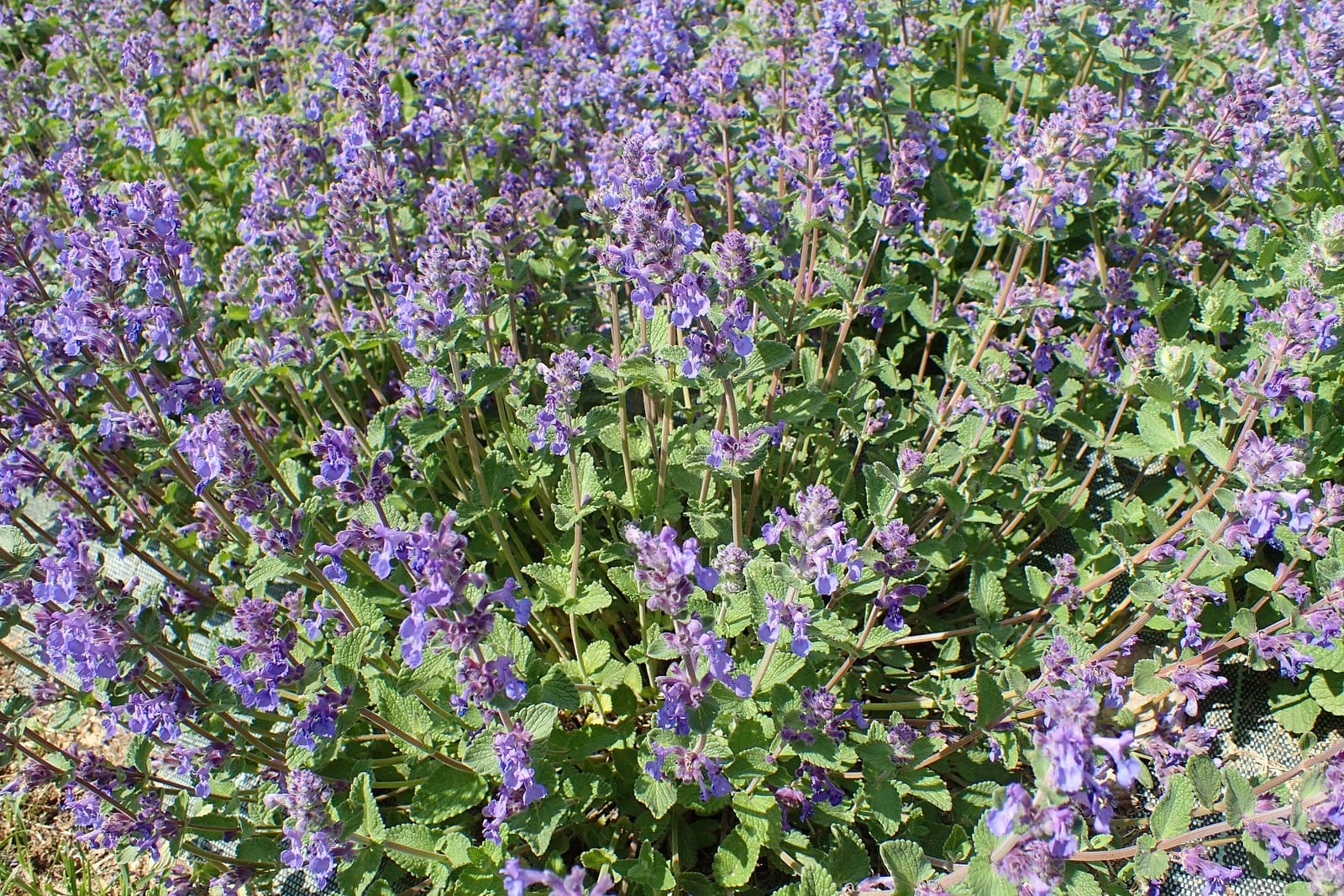 Catmint (Nepeta x faassenii) in flower: a low spreading clump of scalloped gray-green leaves with upright raceme-like spikes of small two-lipped lavender-blue flowers.
