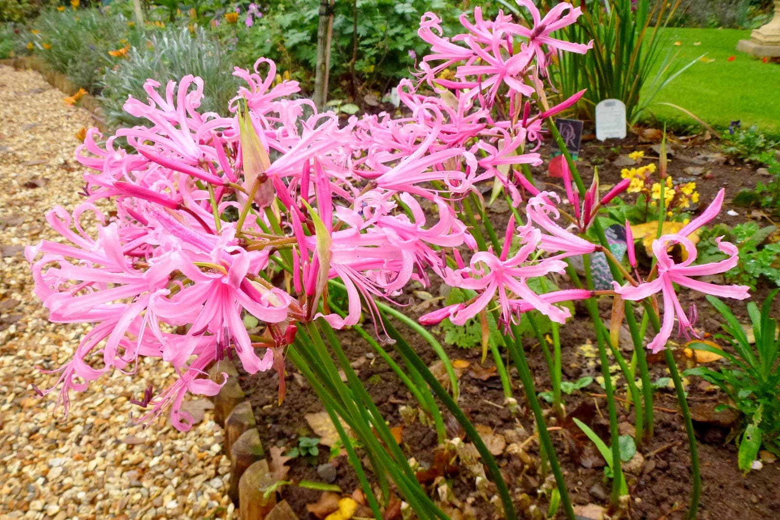 Bowden lily (Nerine bowdenii) - multiple bold spherical umbels of bright-pink, wavy/recurved-petalled trumpet flowers atop bare green stems, long, exserted stamens giving the flower clusters a spidery look, narrow strap-shaped basal leaves emerging with the late-season flowers in a garden border.