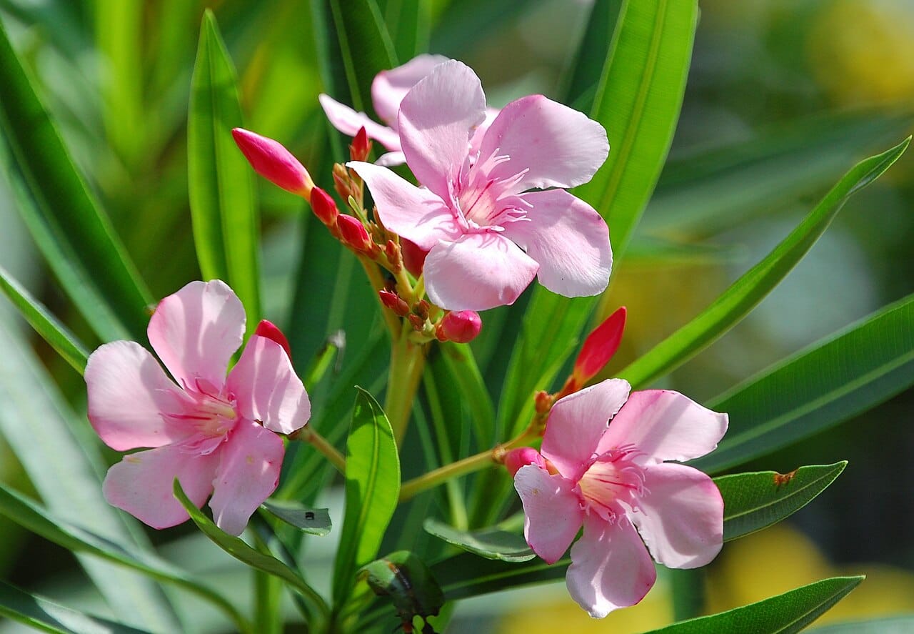 Espirradeira (Nerium oleander) - cachos de flores rosadas de cinco lobos, folhas coriáceas estreitas e lanceoladas, inflorescências eretas nas pontas dos ramos.