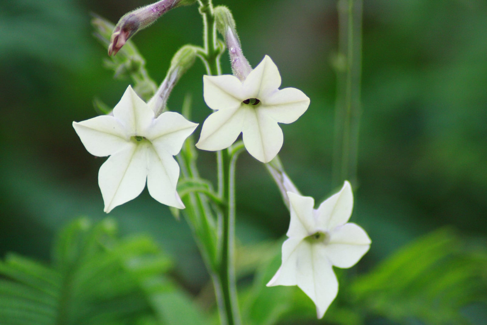 Jasmine tobacco (Nicotiana alata) - three white, five-pointed star-shaped flowers on slender tubes against a blurred green background.