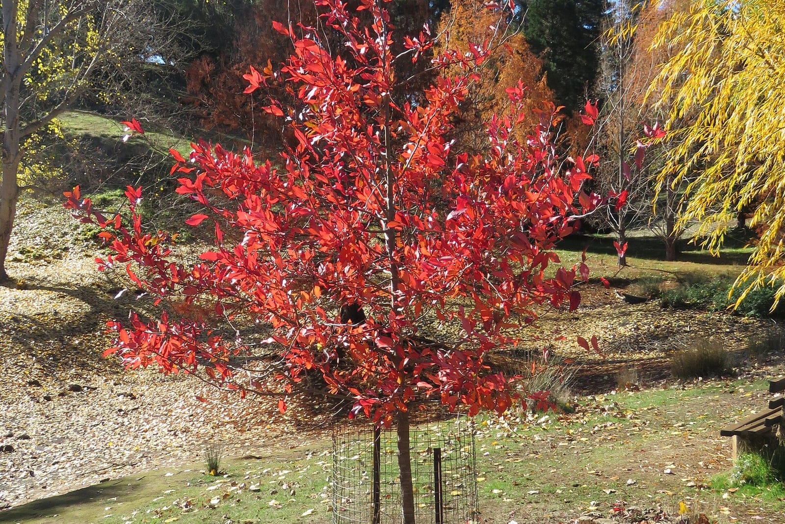 A young black tupelo (Nyssa sylvatica) in brilliant scarlet-crimson autumn color, showing its whole-plant form and the early, intense fall display the species is known for.
