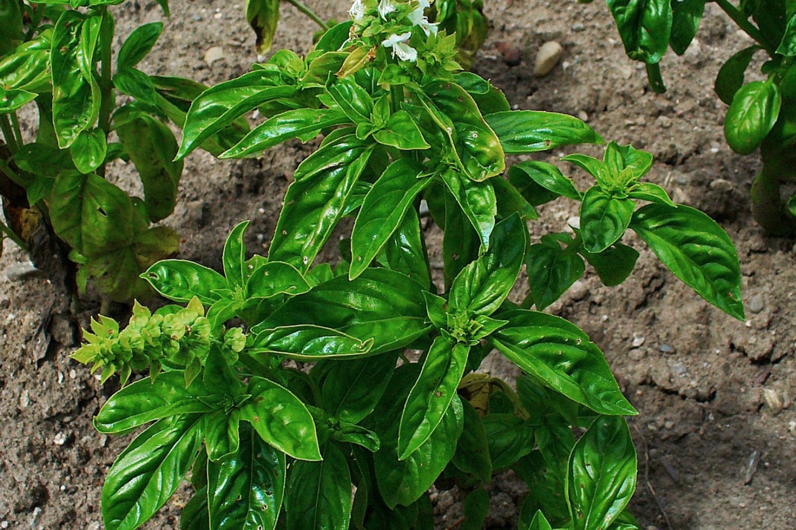 A clump of sweet basil (Ocimum basilicum) in garden soil, showing the upright, branching bushy habit and terminal flower spikes of a maturing plant.