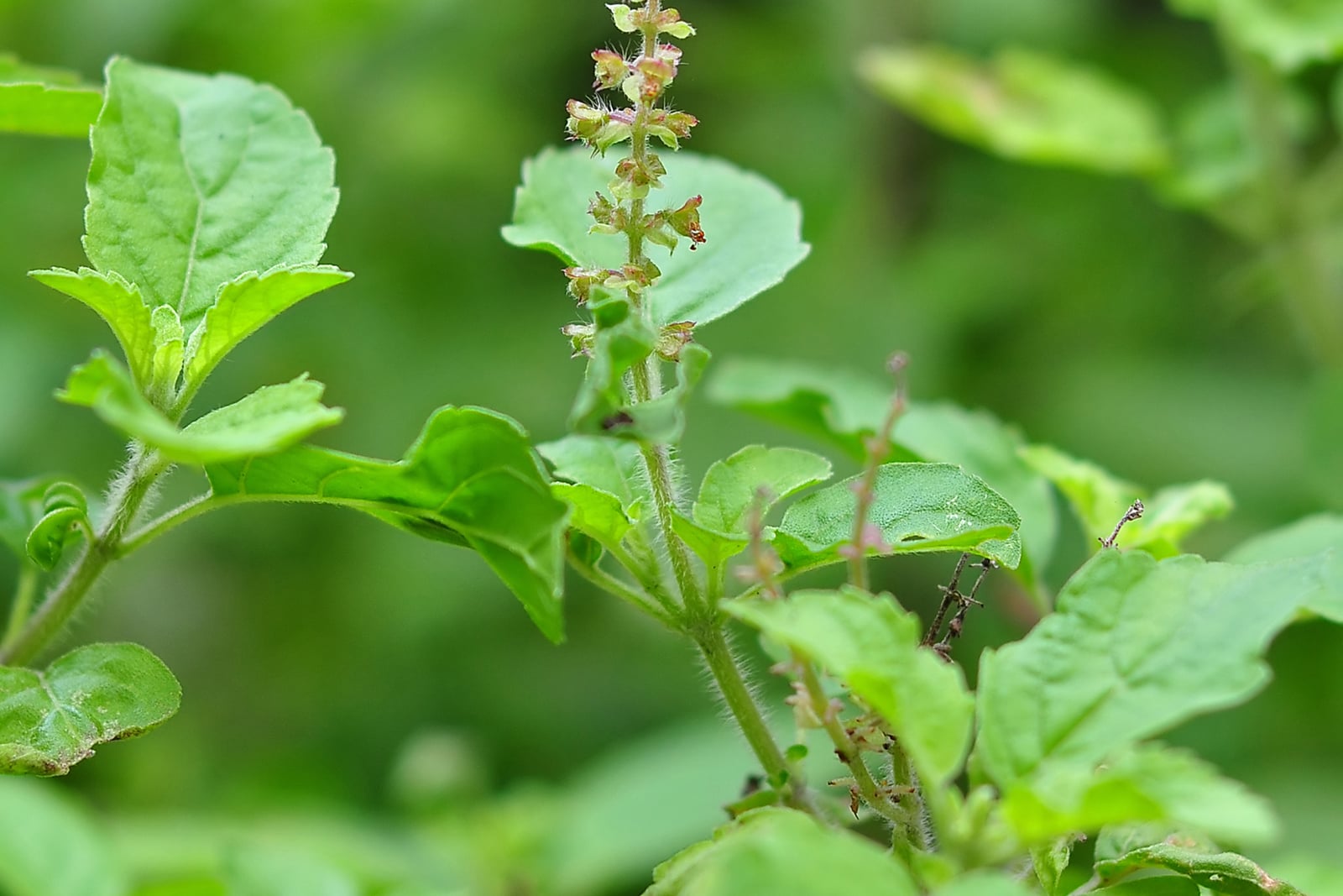 Un tallo florido de albahaca sagrada con una espiga delgada y erguida de diminutas flores rosadas en pisos, sobre tallos peludos y hojas verdes, suaves y dentadas.