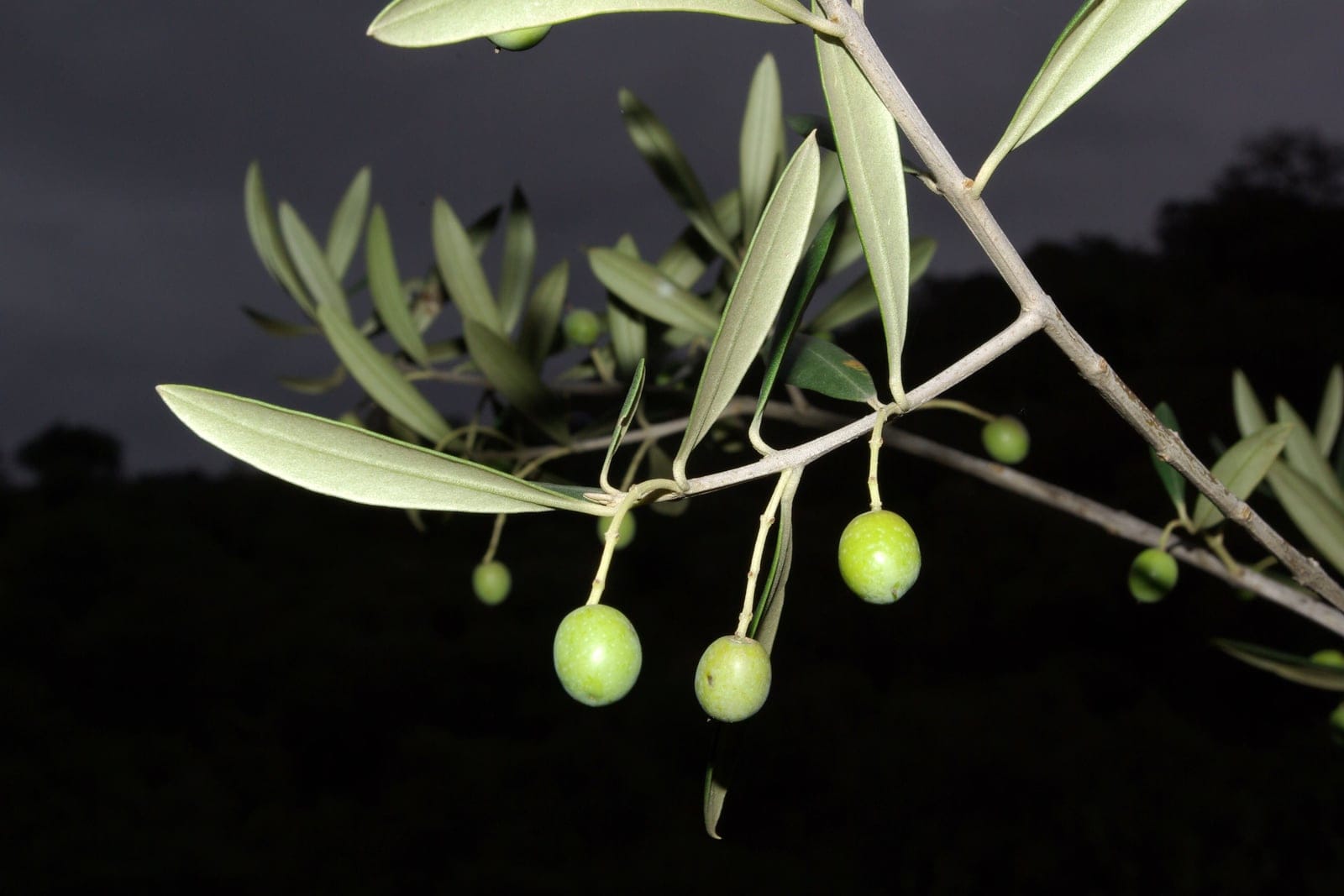 Common olive (Olea europaea) branch showing opposite lance-shaped gray-green leaves with silver undersides and oval green drupes hanging on slender stalks.