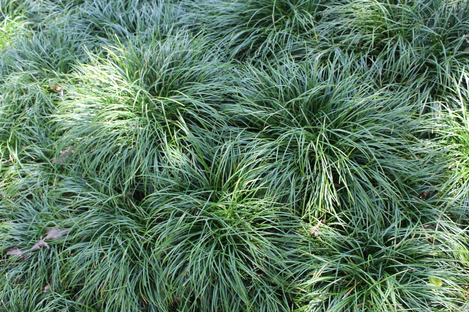 Three clumps of Ophiopogon japonicus growing as groundcover at Coker Arboretum, University of North Carolina at Chapel Hill, showing the characteristic dark green, fine-textured, grass-like foliage.