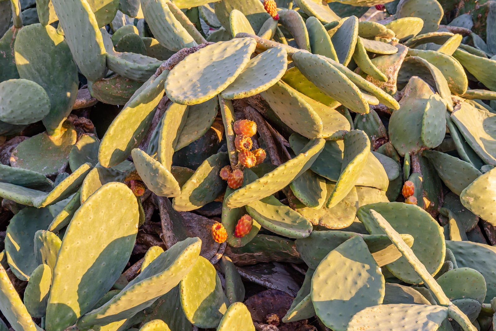 A dense clump of Indian fig (Opuntia ficus-indica) in low golden sunlight: broad, flat, oval to oblong grey-green pads, dotted with tiny areoles and almost free of spines, overlap in every direction, with small clusters of ripening orange-red fruits along the edges of the pads near the centre.