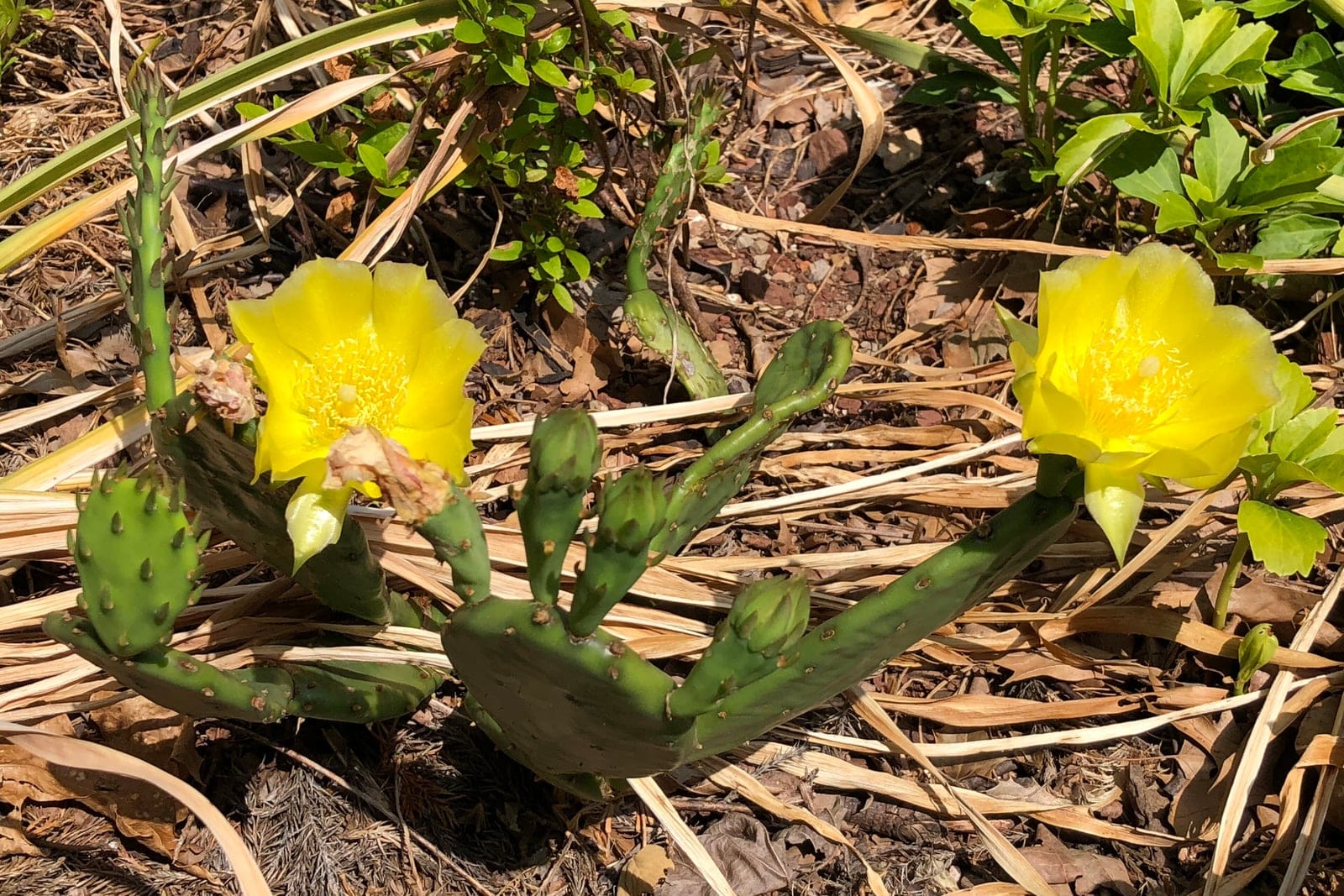 Eastern prickly pear (Opuntia humifusa): a low, semi-prostrate clump of flattened green pads with two showy bright-yellow flowers, growing in sandy ground.