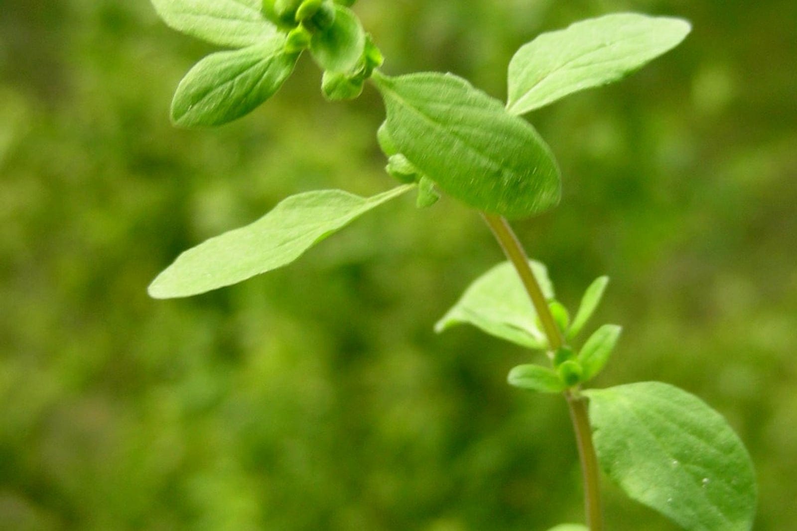 Sweet marjoram (Origanum majorana) shoot tip showing rounded gray-green opposite leaves and the knot-like clusters of green flower buds.