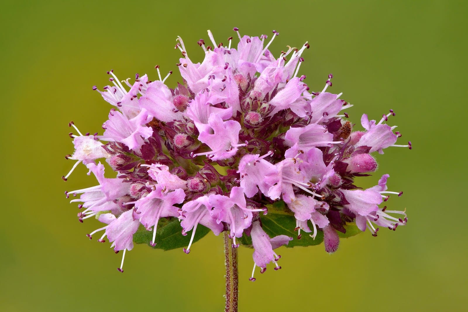 Oregano (Origanum vulgare) showing spreading mat of small aromatic leaves + pink-white flower clusters.