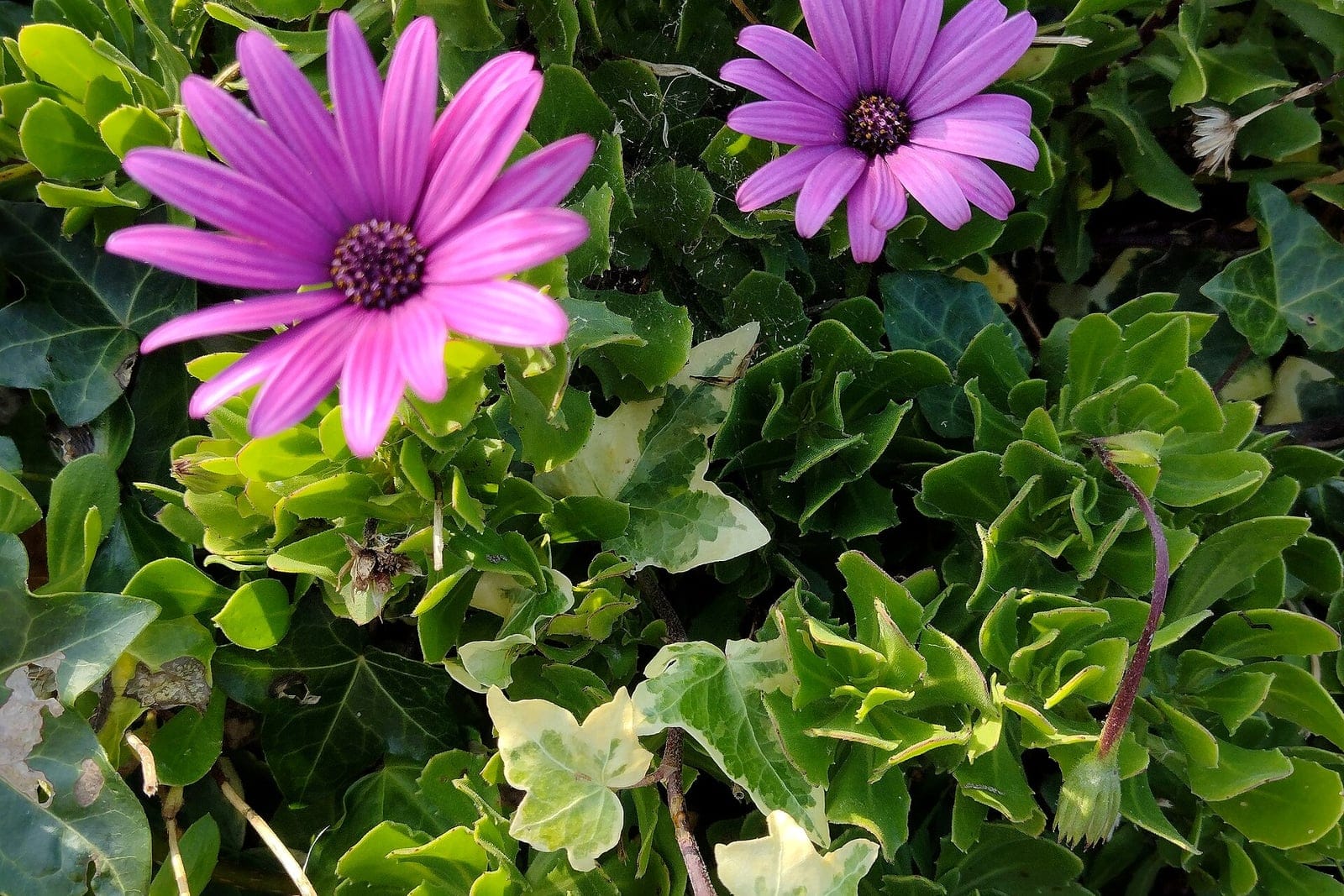 Low spreading clump of Osteospermum jucundum (trailing African daisy) covered in magenta-pink daisy flowers with dark purple central eyes and grey-green foliage.